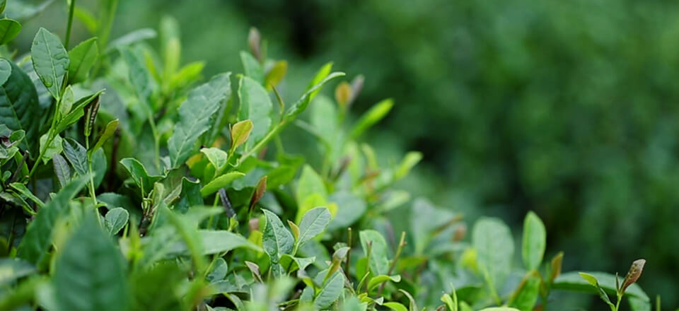 星空体育APP网站