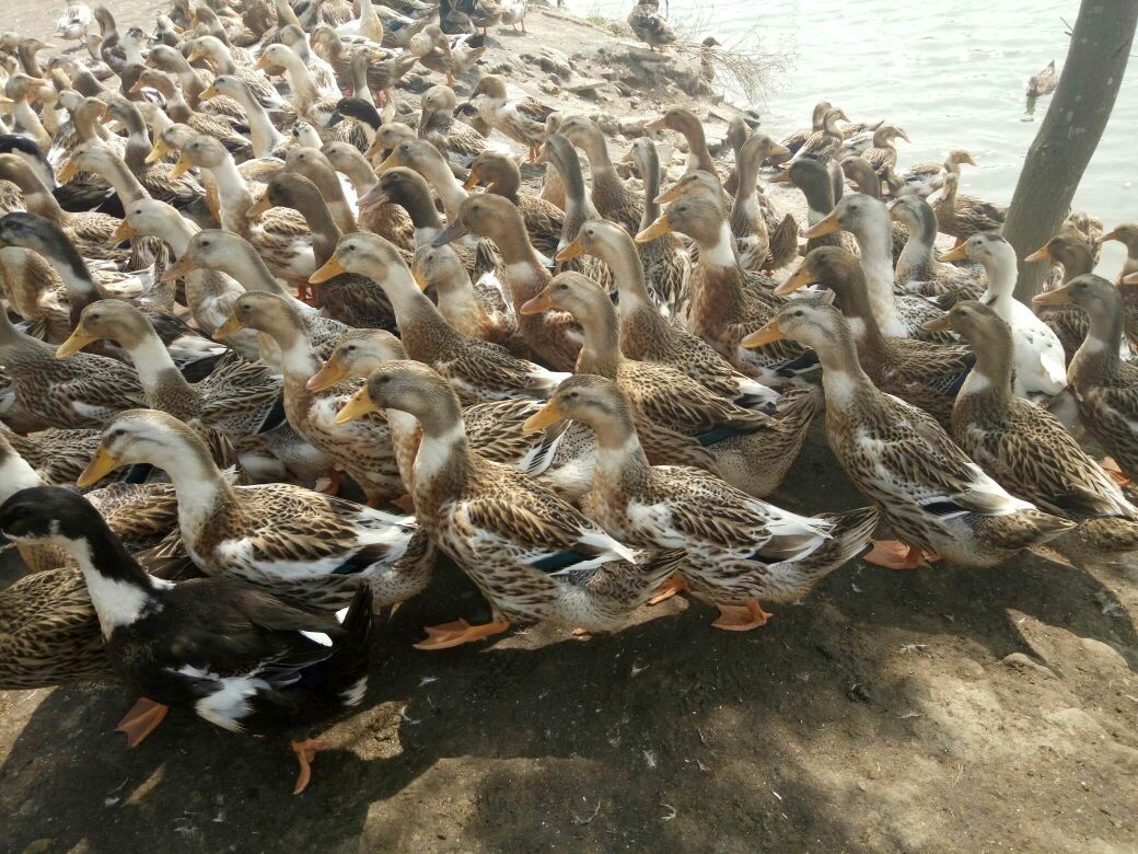 星空体育app下载