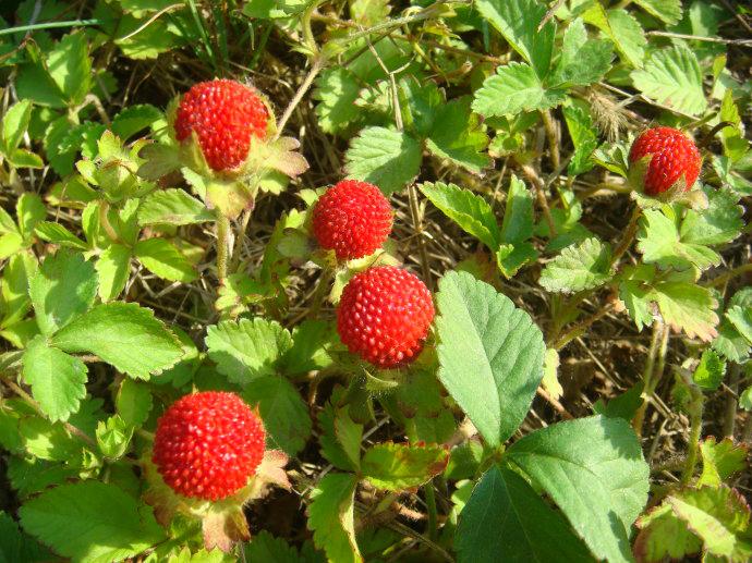 ‘星空体育APP网站’国足八强死磕伊朗不被看好 放松心态超水平发挥才有取胜机会?(图1) 星空体育APP