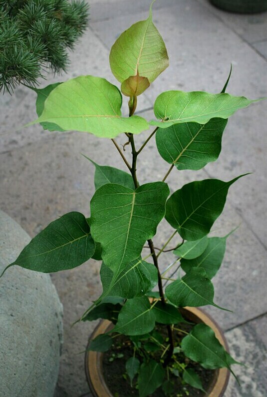 星空体育APP网站