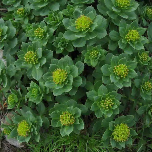 ‘星空体育app下载’共青团点评IG S8夺冠:机会总是留给有准备的人(图3) 星空体育APP网站