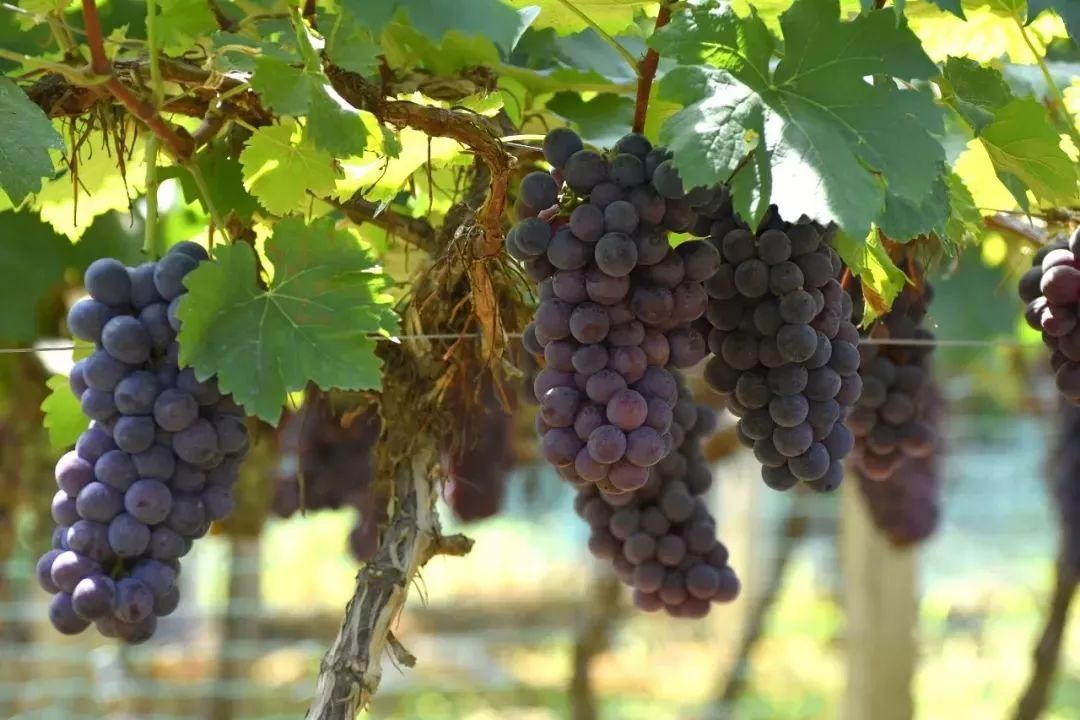 新城派出所民警进行疫情防控、消防检查:星空体育APP网站(图1) 星空体育APP